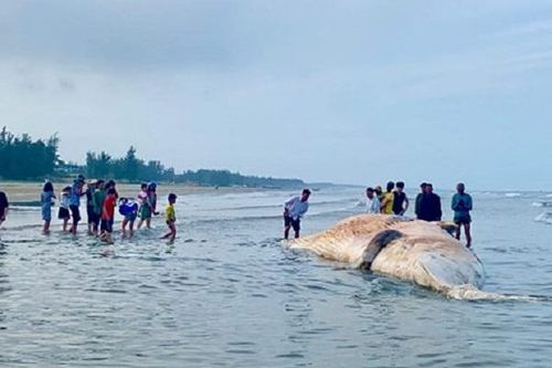 Xác cá voi 'khủng' dạt vào bờ biển Hà Tĩnh