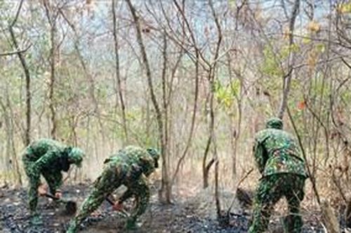 Dập tắt đám cháy rừng ở An Giang