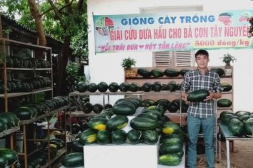 Chàng trai trẻ Nghệ An giải cứu thành công gần 150 tấn dưa hấu