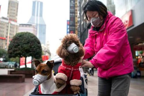 Hong Kong: Chó của bệnh nhân nhiễm Covid-19 dương tính với virus