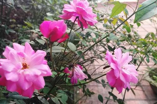 Nhận lời thách thức của vợ nhân tình, cô lao công làm điều không ngờ