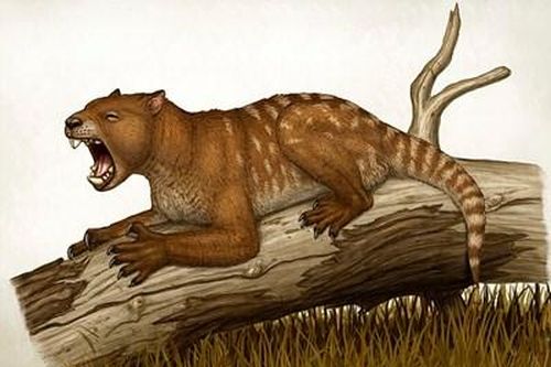 Phát hiện hóa thạch loài sư tử có túi chưa từng biết đến 23 triệu năm
