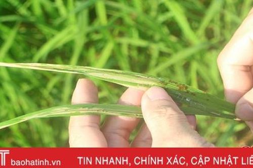Sâu bệnh gây hại trên nhiều diện tích cây trồng ở Vũ Quang