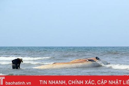 Xác cá voi 'khủng' dạt vào bờ biển Hà Tĩnh