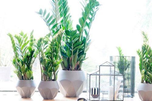 5 loại cây 'đuổi sạch' nghèo khổ, kêu gọi tài lộc, tiền bạc về cho gia chủ