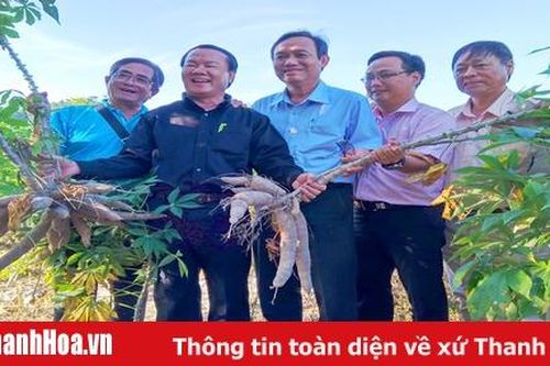 Mùa mì 'nặng ký'