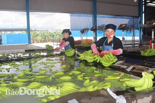 Đa dạng hóa thị trường xuất khẩu: Yêu cầu cấp bách