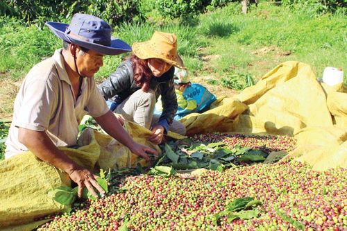 Di Linh: Đẩy mạnh xây dựng chuỗi liên kết trong nông nghiệp