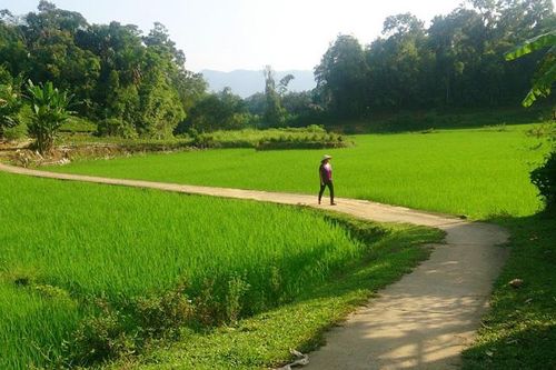 Định Biên mùa lúa mới