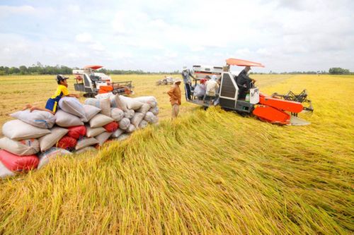 Thái Bình: Lựa chọn phân bón Văn Điển cho lúa xuân 2020