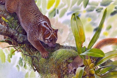 Phát hiện hóa thạch sư tử có túi tuyệt chủng 23 triệu năm ở Australia