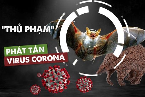 Động vật hoang dã - Nguồn bệnh từ rừng rậm