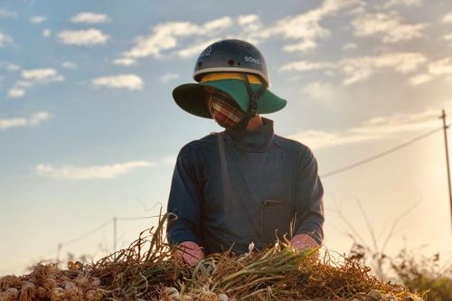Vì sao 'Vàng trắng' Lý Sơn rớt giá thê thảm?