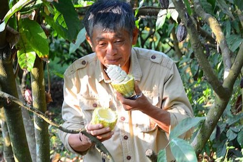 Ngọt thơm ca cao Đồi Đá