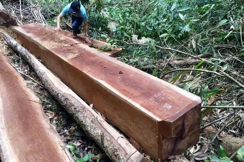 Mật phục bắt 11 lâm tặc khai thác gỗ lúc rạng sáng