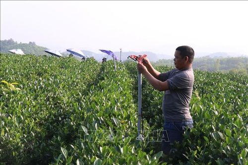 Chương trình Mỗi xã một sản phẩm: Sản xuất chè theo hướng an toàn, hữu cơ