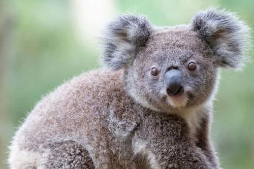 Vì sao coi Koala là con vật vô cùng lười biếng?