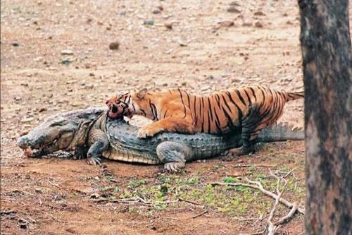 Hổ cái 'độc nhãn' đoạt mạng cá sấu khổng lồ trong 'một nốt nhạc'