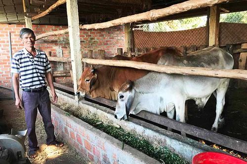 Người chăn nuôi bò phấn khởi vì có lãi