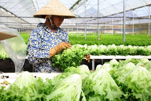 Tháo gỡ khó khăn cho doanh nghiệp xuất khẩu nông sản sang Hàn Quốc