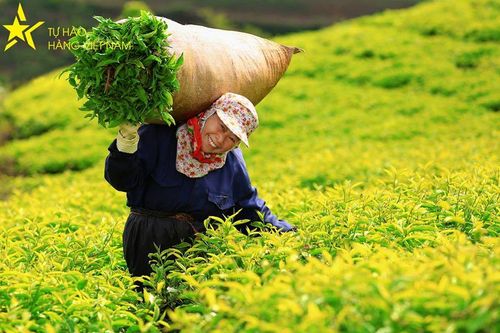 Phân bón Văn Điển: Niềm tin của người trồng chè Phú Thọ