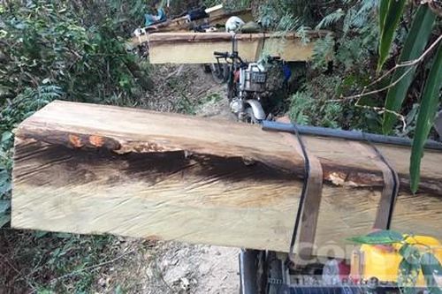 Mật phục bắt đoàn xe chở gỗ lậu, tạm giữ 12 đối tượng