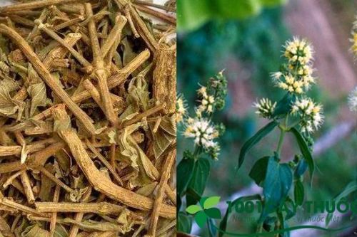Bài thuốc chữa viêm loét dạ dày - tá tràng