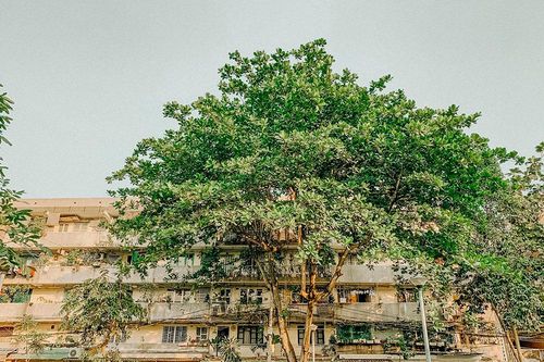 Nhịp sống êm đềm ở bán đảo giữa lòng TP.HCM