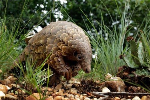 Covid-19 vô tình giúp ngăn chặn nạn buôn bán động vật hoang dã