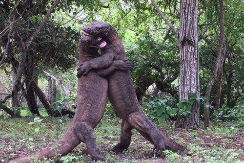 Rồng Komodo vật nhau quyết liệt trên đảo Indonesia