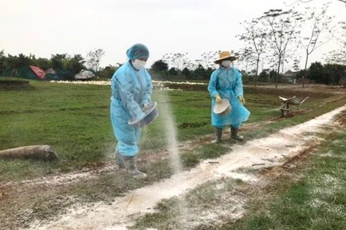 Hà Nội xuất hiện thêm 1 ổ dịch cúm gia cầm tại huyện Mê Linh