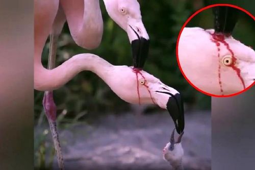 Hồng hạc nuôi con bằng 'sữa đỏ' gây sốt mạng