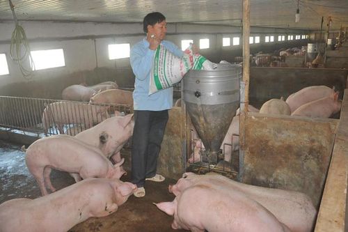 Giá thịt lợn bất ngờ tăng mạnh, trên đà chiếm đỉnh kỷ lục