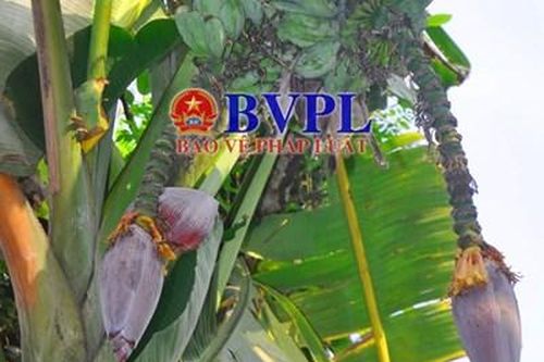 Kỳ lạ cây chuối 'voi' trổ cùng lúc 2 buồng