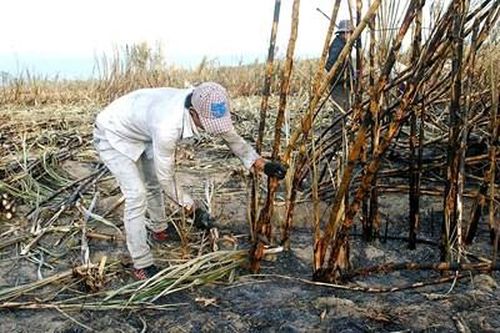 Liên tục xảy ra cháy mía, nông dân điêu đứng