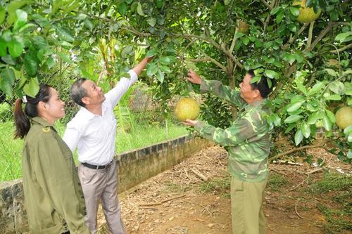 Hồng Cam mang diện mạo mới
