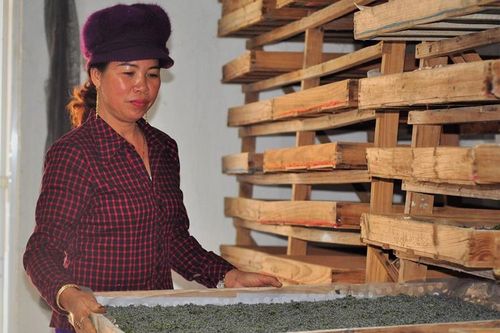 Nhanh chóng ổn định nguồn cung giống tằm