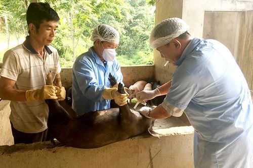 6 xã tái phát dịch tả lợn châu Phi