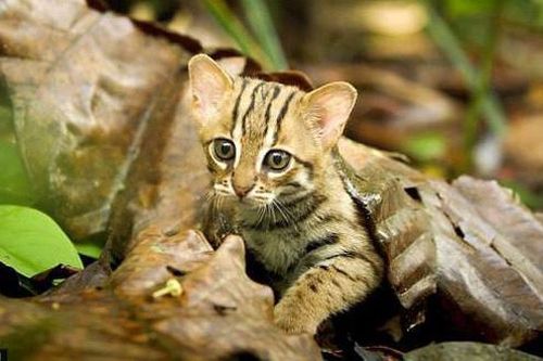 Loài mèo nhỏ và hiếm nhất thế giới