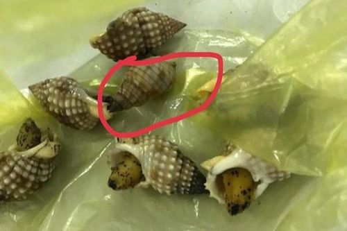 Khánh Hòa: Mẹ tử vong, 2 người con thoát chết trong vụ ngộ độc ốc bùn biển