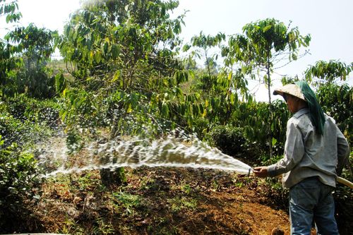 Nước và mùa khô Tây Nguyên