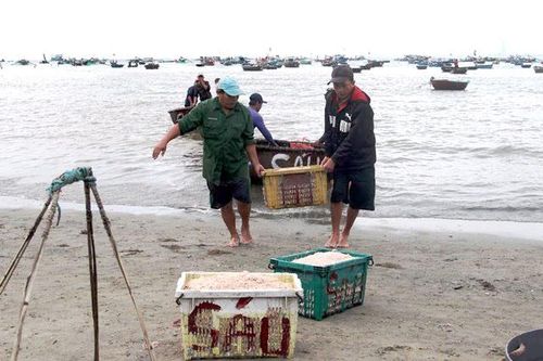 Nhộn nhịp mùa ruốc biển Thọ Quang