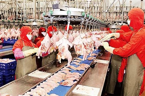 Tăng cường kiểm soát giết mổ gia súc, gia cầm