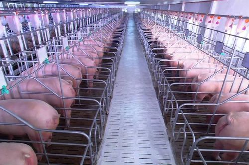 Doanh nghiệp bình ổn giá, góp phần ổn định thị trường chăn nuôi