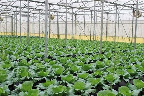 60% diện tích canh tác rau quả ở TPHCM đạt VietGAP