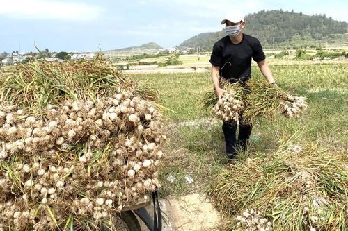 Trăn trở giữ thương hiệu tỏi Lý Sơn