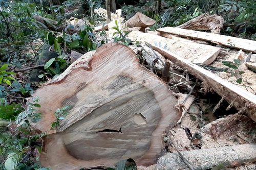 Cận cảnh rừng gỗ dổi trăm tuổi gần UBND xã bị 'xẻ thịt'