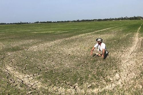 Xâm nhập mặn ảnh hưởng nghiêm trọng đến sản xuất nông nghiệp và sinh hoạt của người dân