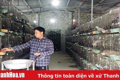 Hiệu quả mô hình nuôi chim bồ câu ở xã Thiệu Trung