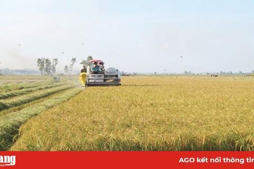 Gỡ khó tiêu thụ nếp Phú Tân